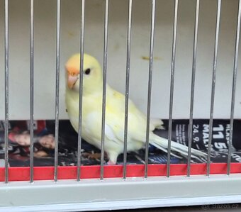 Kakariki rudočely - 2