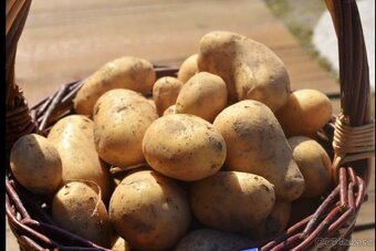 Prodám brambory - 2