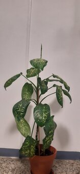 Prodám pokojové rostliny - 2