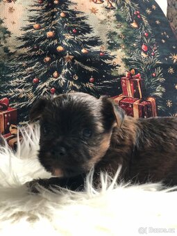 Yorkšírský-jorkšírský-yorkshire teriér - 2