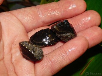 Klapvka obecná (Sternotherus odoratus) - 2