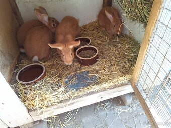 Burgundský kralik - 2