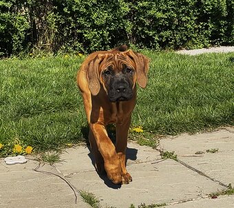 Tosa inu - dvě krásné, mazlivé holčičky ihned k odběru - 2