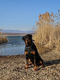 Rotvajler s PP, Rottweiler s PP - 2
