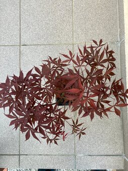 Bonsai, Bonsaj, japonský javor, skalky - 2