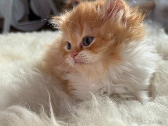 Munchkin(menuet) - 2