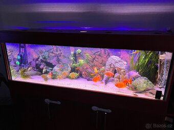 Akvarium - 2