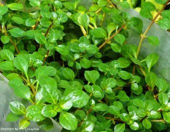 Ludwigia repens Česky zakucelka plazivá - 2
