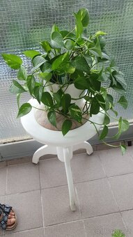 Potos, Scindapsus - 2