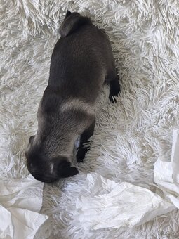 Mops - 2