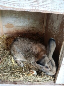 Králík+ Samec i Samice - 2