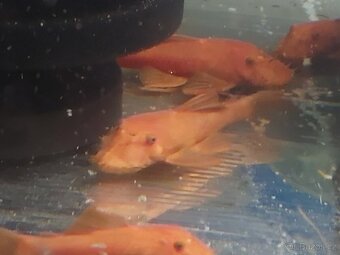 Ancistrus red xl - 2