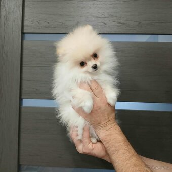 Pomeranian mini klouček - 2