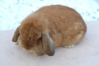 Krásný minilop - 2