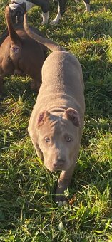 American Bully XL - 2