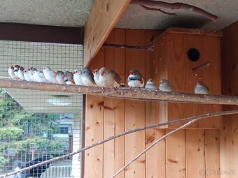 Zebřička pestrá - 2