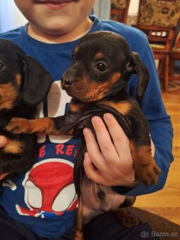 Jezevčík  trpasličí - 2