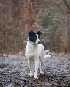 LENI - Hledá domov - 2