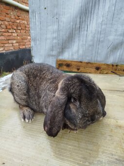 Francouzský beran - 2