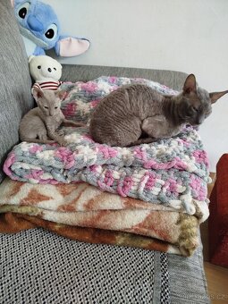 Cornish rex koťátka - 2