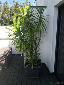 Palma Juka - 2
