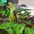 Ancistrus - 2