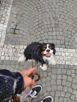 Kavalír King Charles Španěl s PP - 2