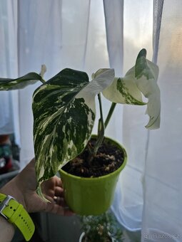 Monstera albo variegata - 2