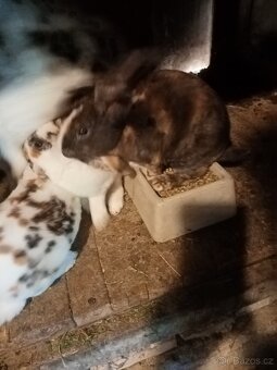 2 měsíční 3 barevný Rex dalmatinsky - 2