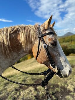 Valášek appaloosa 13 let hledá milující domov - 2