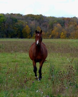 Quarter Horse 2,5 ročná kobylka - 2