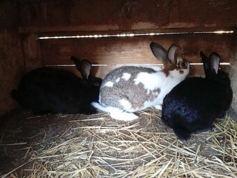 Králíci - živé nebo zabité - 2