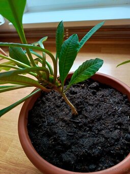 Pryšec běložilný - 2