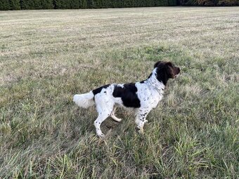 Malý münsterlandský ohař - 2