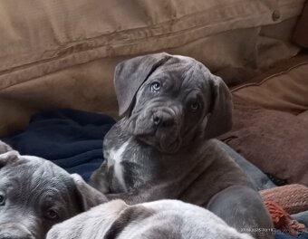 Cane Corso štěňata bez PP - 2