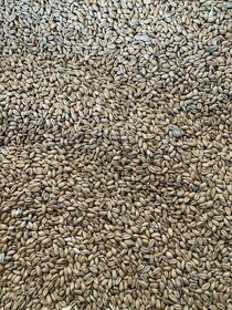 pšenice , ječmen,oves černý,oves nahý . - 2