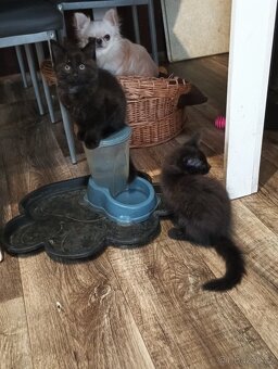 Krásná koťátka - 2