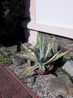 Agáve americana - 2