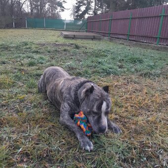 Pes ke krytí americký staford - 2