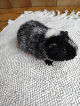 Morče / US Teddy sameček - 2