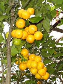 Subtropické rostliny a jiné - 2