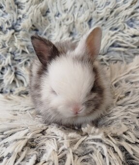 Zakrslý krátkouchý s VP - 2