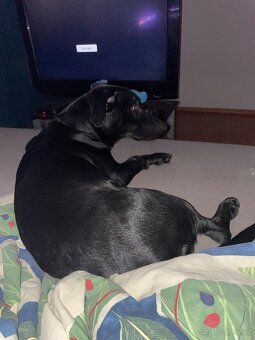 Daruji 6 měsíční štěně - 2