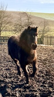 Chladnokrevný hřebeček - 2