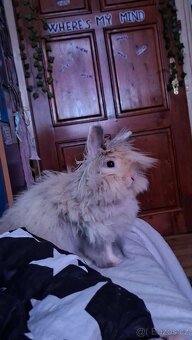 Domácí králík - 2