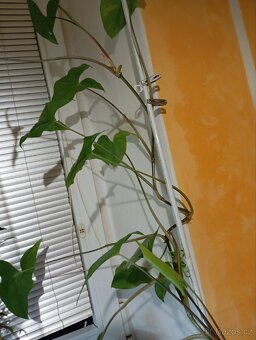 Syngonium Podophylum - 2