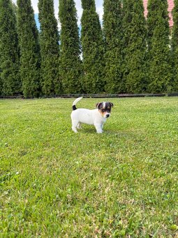 Šteniatka jack russel teriér - 2