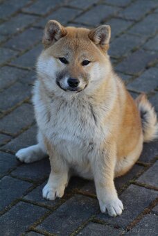 Shiba Inu s PP FCI - 2