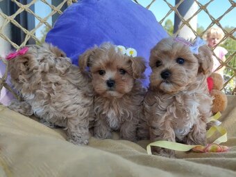 Maltipoo štěňátka - 2