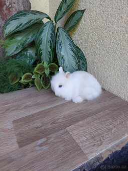Zakrslý králík TEDDY - tři samičky - 2